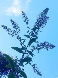 Image result for Napoleonaea gossweileri