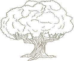 The cotton tree is a tropical tree belonging to the malvaceae family and malvales order. Free Printable Tree Coloring Pages For Kids Tree Drawing Tree Coloring Page Tree Coloring Pages
