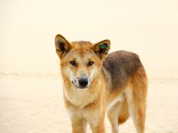 The dingo has intense eyes that vary in color from yellow to orange. Dingoes Do Bark Why Most Dingo Facts You Think You Know Are Wrong