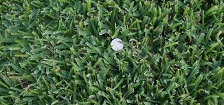 Palmetto St Augustine Without The Middle Man Mark Up Farm To Home Delivery The Grass Outlet Types Of Soil Yard Work Palmetto