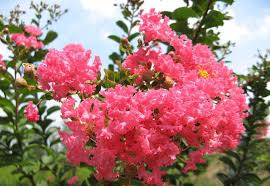 Image result for Lagerstroemia speciosa