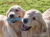 Rises in the rocky mountains of northern colorado and flows southwest through utah into. Golden Retriever Puppies For Sale In Colorado Golden Retriever Breeders And Information