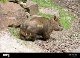 Image result for Southern hairy-nosed wombat