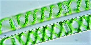 Spirogyra adalah ganggang filamentous, umumnya ditemukan di selokan air tawar dan kolam. The Characteristics And Habitat Of Plant Spirogyra Qs Study