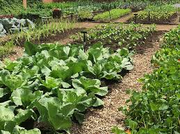Drill or punch 10 to 15 holes in the bottom to let excess water drain out. Fruit Vegetable And Herbs Checklist Chicago Botanic Garden