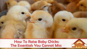 How To Raise Baby Chicks - The Happy Chicken Coop