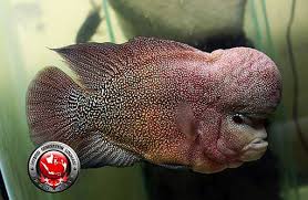 Pakan ikan berdasarkan umur atau ukuran. Jenis Jenis Mutiara Pada Ikan Louhan