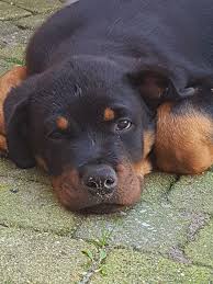 Looks Like A Tired Pup Rottweiler Lovers Rottweiler Love Rottweiler Puppies