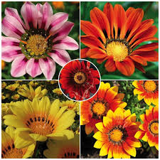 Gazania Intrepid Hybrid Mix Seeds Mixed Colours Large Flowers Bulk Packs Ebay