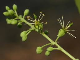 Image result for Boscia salicifolia