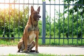 Belgian Malinois Temperament Training Lifespan Breed Info