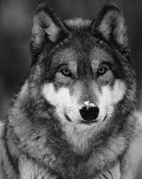 Pin By Susanne On Dessins Lone Wolf Quotes Wolf Quotes Warrior Quotes