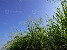 Image result for Phragmites karka