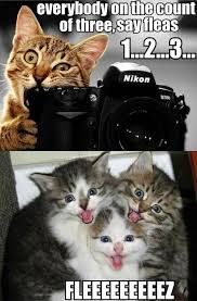 123 Cat Cheese Funny Cats Funny Animal Pictures Silly Cats