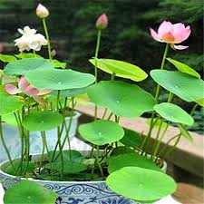 Mini ponds can also be constructed inside home. Aquatic Plants Pink Mini Water Lily 10 Seeds Miniature Lotus Flower Indoor Outdoor Aquatic Plants
