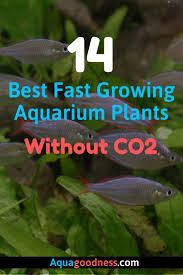 14 Best Fast Growing Aquarium Plants Without Co2 In 2020 Fish Tank Plants Planted Aquarium Tropical Fish Aquarium
