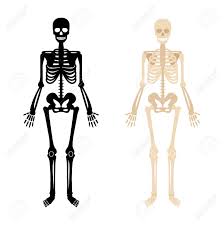 A lesson on human skeletal system. Human Skeleton Back And White Bones Anatomy Skeleton Vector Royalty Free Cliparts Vectors And Stock Illustration Image 127559131