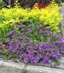 Image result for Rhodopentas bussei