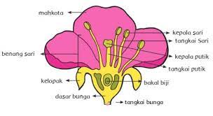 Dapatkan penjelasan bukan hanya jawaban. Bunga Adalah Pengertian Fungsi Bagian Struktur Dan Tangkai