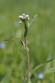 Image result for Capsella