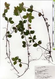 Image result for Ardisia buesgenii