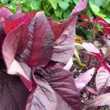 Image result for Amaranthus dubius