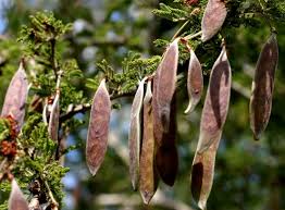 Image result for Acacia luederitzii