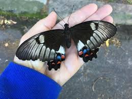 Maybe you would like to learn more about one of these? 10 Orchard Swallowtail Butterfly Ideas Swallowtail Butterfly Swallowtail Butterfly