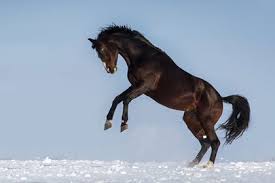 horses