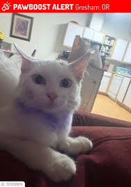 Lost black cat in North Portland, pink harness