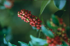 Image result for Ilex mitis