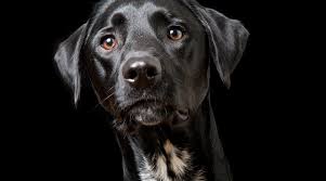 Entrepreneur keir weimer created a system called the live free lifestyle to give purpose to his life after realizing he had a serious problem with alcohol. Labrador Retriever Mixes 51 Lab Crossbreeds With Pictures