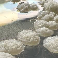 Image result for Gonatopus clavatus