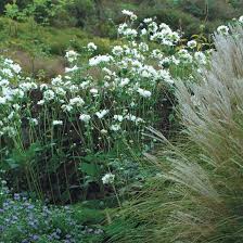 Whirlwind Japanese Anemone Finegardening Japanese Anemone Plants Anemone