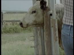 After the image is transferred to the stock, we pair it with one of our handles. Cowboy Livestock Farming Usa Hd Stock Video 871 568 859 Framepool Stock Footage