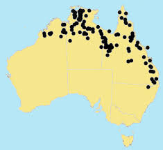 Image result for Sehima