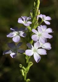 Image result for Buchnera