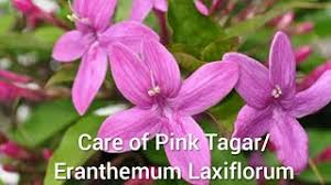 Image result for Eranthemum laxiflorum