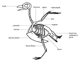 Anatomy And Physiology Of Animals The Skeleton Wikibooks Open Books For An Open World