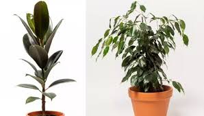 Image result for F kus Ficus
