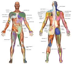 Trigger Point Massage Tools Home Muscle Therapy Diet Plan Pros Trigger Point Massage Massage Tools Trigger Points