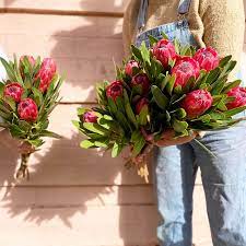 Proteas Direct From Our Friends In Balhannah In 2020 Indoor Plant Gifts Flower Market Plant Gifts