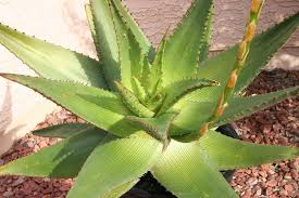 Image result for Aloe cannellii