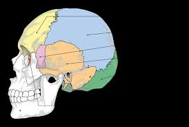 Image result for Craniotabes