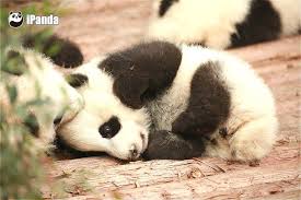 Oh I Feel Lonely In Need Of Company Panda Bear Panda Animals