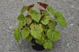 Image result for Rungia grandis