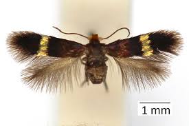 Image result for Stigmella basiguttella