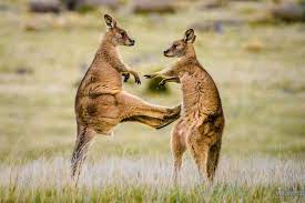 young forester kangaroos play fighting animal attack australian fauna cute animals coloriage monstre jam zombie