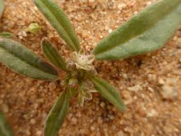 Image result for Gisekiaceae