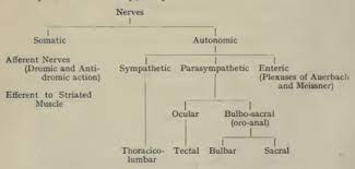 Classification Of Peripheral Nerves Wikipedia